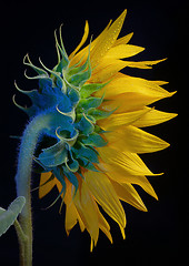 Image showing Common Sunflower Flower Head