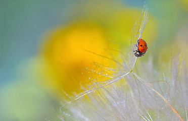 Image showing ladybug on dandelion 