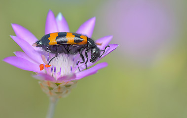 Image showing Anthocomus bipunctatus bug