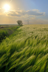 Image showing Sunset over green rye field