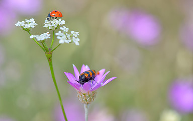 Image showing Insects on flowers