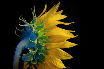 Image showing Common Sunflower Flower Head