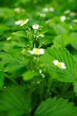 Image showing Strawberry blossoms