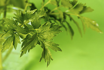 Image showing Leaves of lovage
