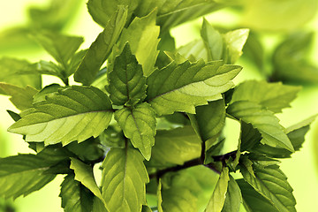 Image showing Thai basil