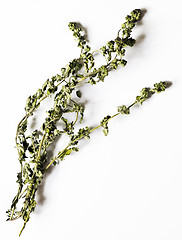 Image showing Dried twigs of oregano