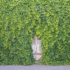 Image showing Green creeper plant on the wall