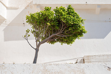 Image showing Green tree near the white wall