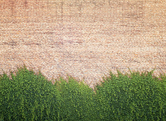 Image showing Green creeper plant on the brickwall