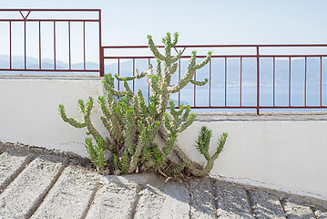 Image showing Green cactus growing on the pathway