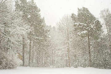 Image showing Heavy snowfall in a forest