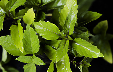 Image showing Thai basil leaves