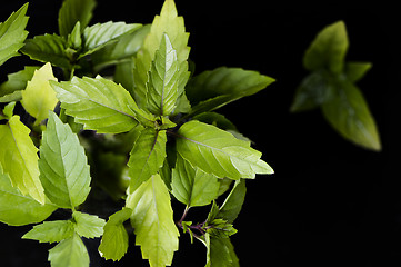 Image showing Thai basil leaves