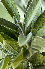 Image showing Leaves of sage (salvia)