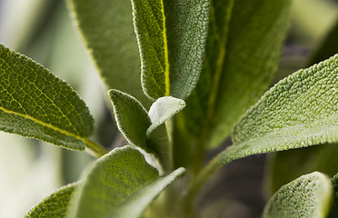 Image showing Leaves of sage (salvia)