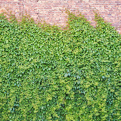 Image showing Green creeper plant on the brickwall