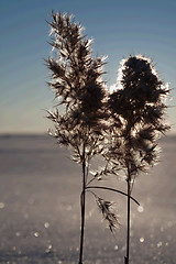 Image showing Sunset on frozen sea shore