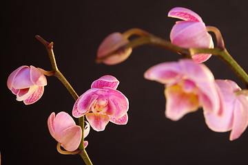 Image showing Moth Orchid (Phalaenopsis orchidaceae)