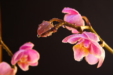 Image showing Moth Orchid (Phalaenopsis orchidaceae)