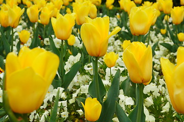 Image showing Yellow tulip