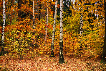 Image showing color autumn forest