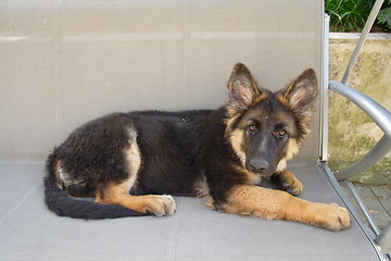 Image showing German shepherd puppy