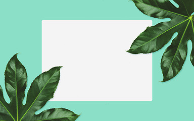Image showing white blank space and green leaves over turquoise