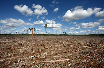 Image showing Destruction Forest Felling of natural forest