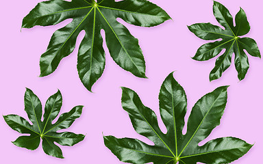 Image showing green leaves on violet background