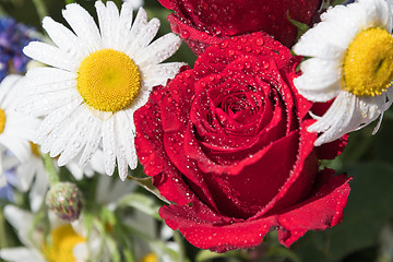 Image showing Red rose and daisies with dew drops