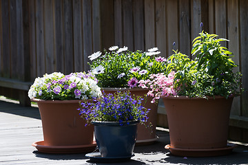 Image showing Flower pots on a terrace