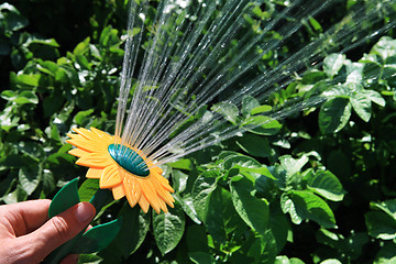 Image showing watering of plants