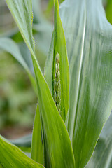 Image showing Immature tassel growing on a sweetcorn plant