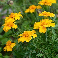 Image showing Yellow marigold flowers