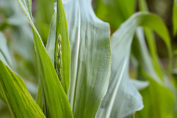 Image showing Maize plant with tassel and broad green foliage