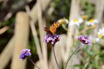 Image showing Comma butterfly drinking nectar from purple verbena flowers