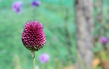 Image showing Large sphaerocephalon allium flower