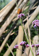 Image showing Comma butterfly drinking nectar from verbena flowers