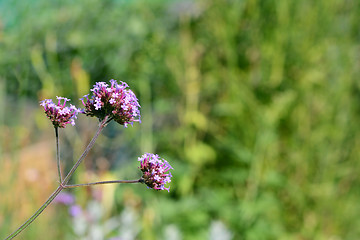 Image showing Three purple verbena flower heads 