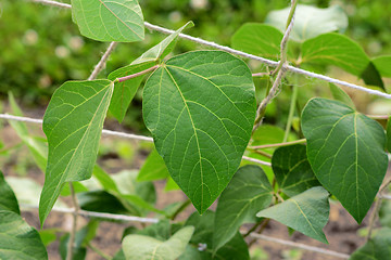 Image showing Large green runner bean vine leaves