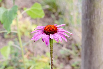 Image showing Echinacea flower with pink petals