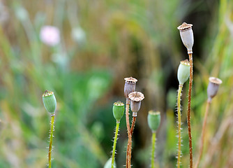 Image showing Small poppy seed head 