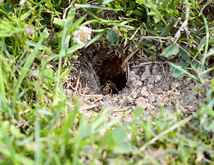 Image showing Wasp carrying ball of mud away from its nest