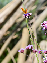 Image showing Comma butterfly on long stem of purple verbena flowers