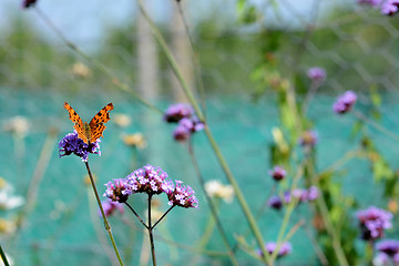 Image showing Comma butterfly sits on verbena flowers 