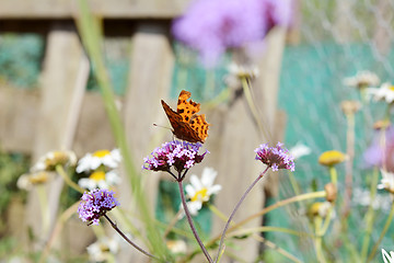 Image showing Comma butterfly takes nectar from verbena flowers