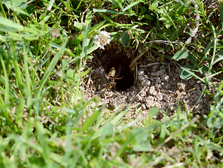 Image showing Wasp hovers at the entrance to its nest