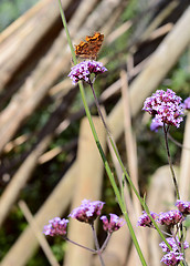 Image showing Comma butterfly with closed wings on purple verbena flowers