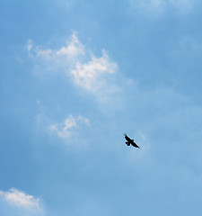 Image showing Common buzzard silhouetted in flight