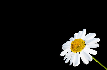 Image showing Beautiful daisy flower isolated in bottom right corner, against 